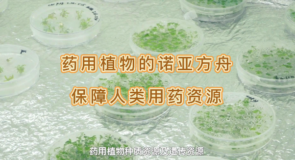 藥用植物的諾亞方舟，保障人類藥用資源